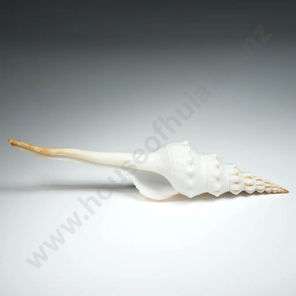Distaff Spindle Seashell - 145mm Image 1++