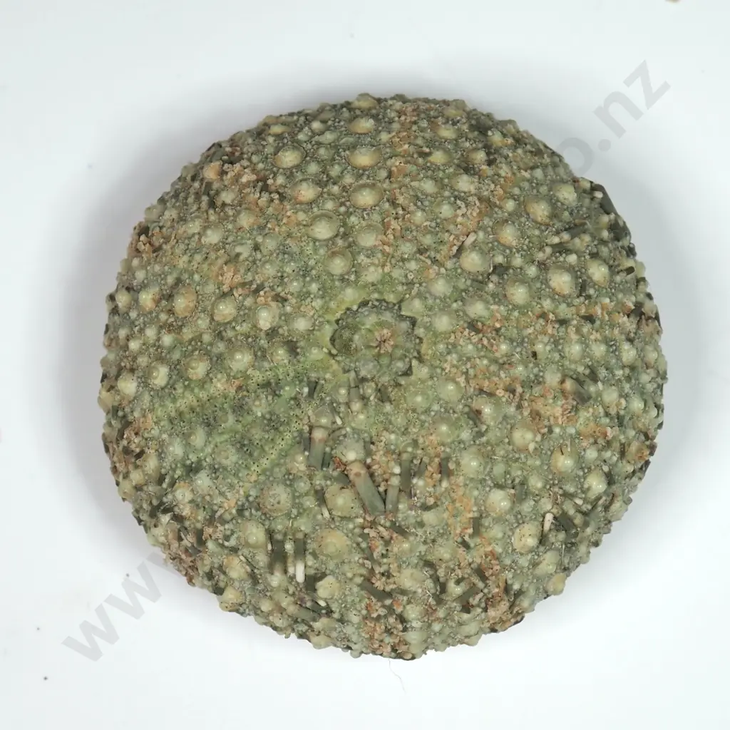 Green Sea Urchin Shell - 30mm Image 1++