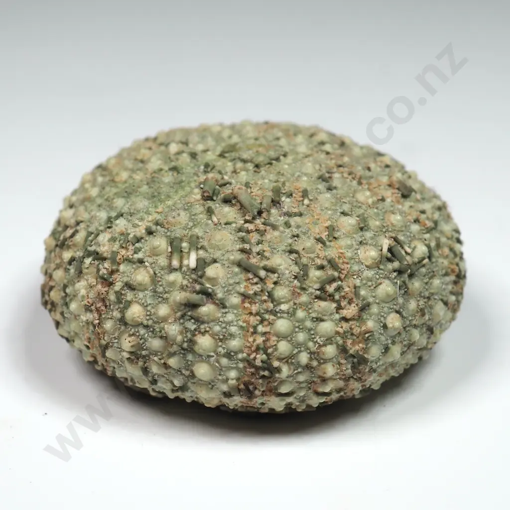 Green Sea Urchin Shell - 30mm Image 1++