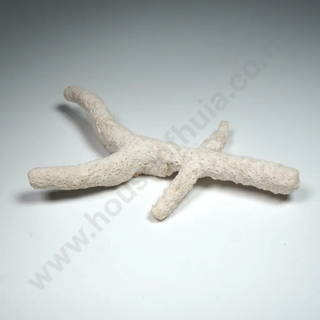 White Coral Specimen - 95mm Image 1++