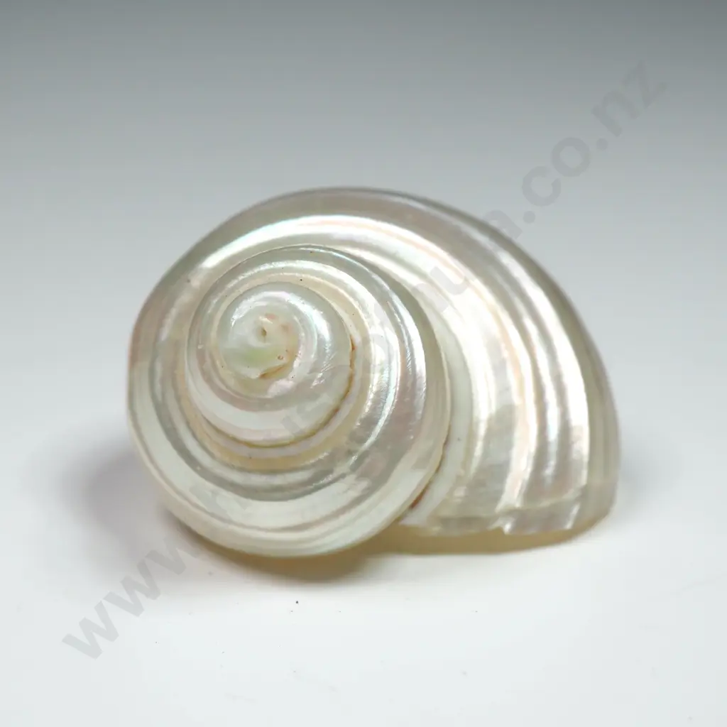 Pearlised Turban Shell - 28mm Image 1++