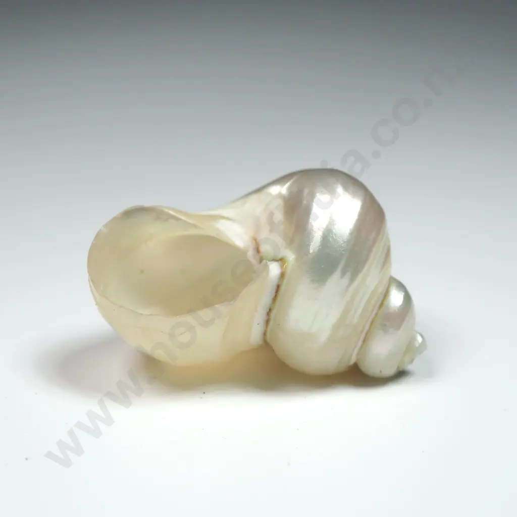 Pearlised Turban Shell - 28mm Image 1++