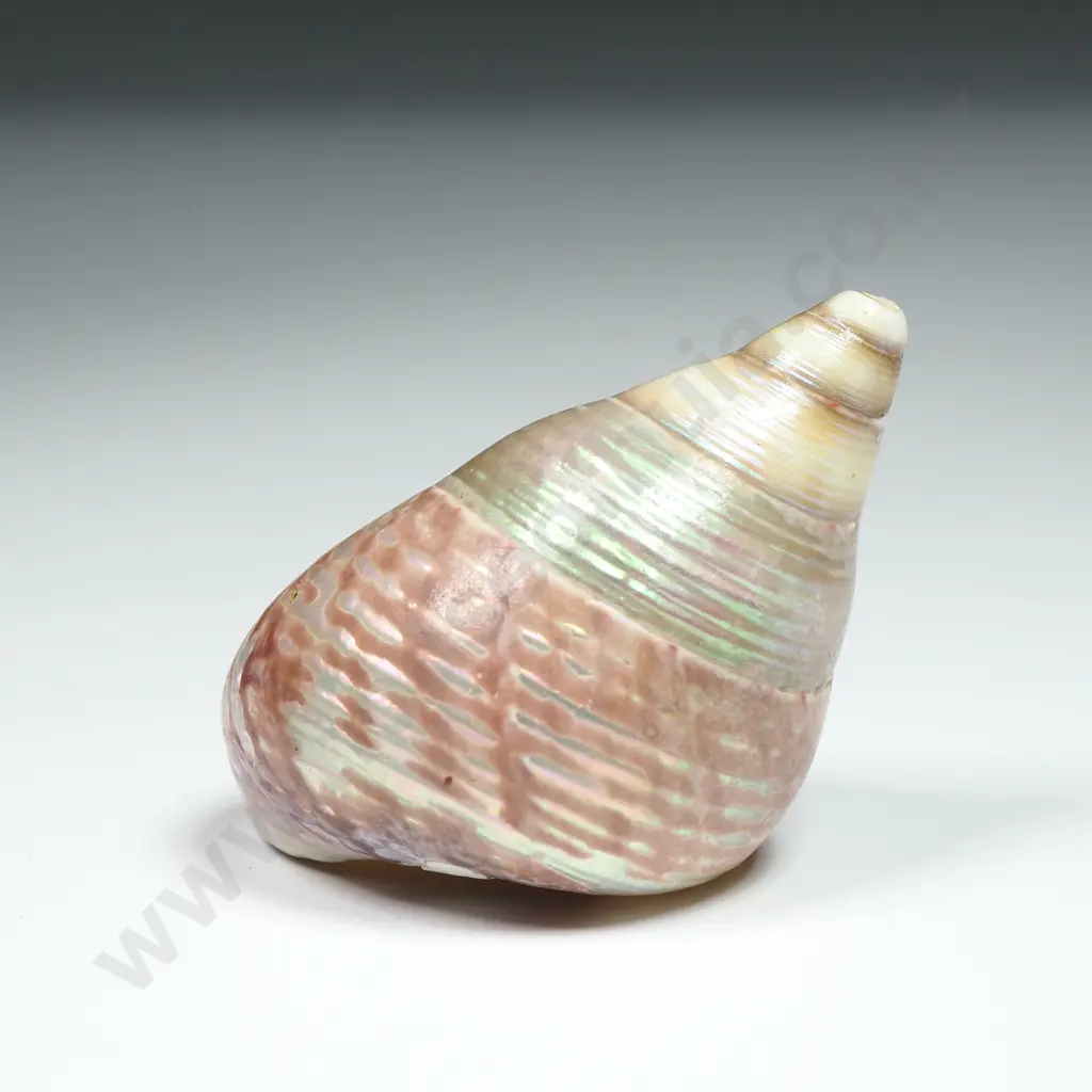 Sea Snail Shell - 35mm Image 1++