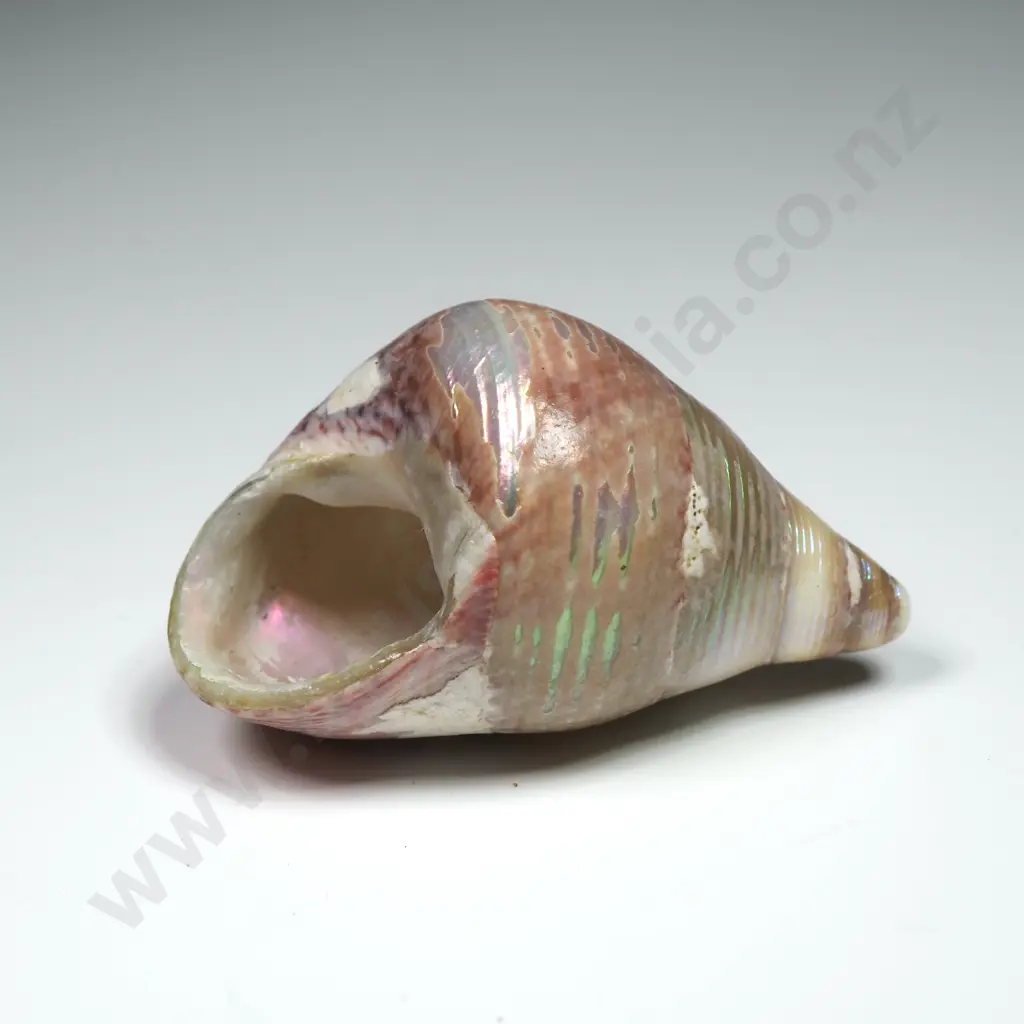 Sea Snail Shell - 35mm Image 1++