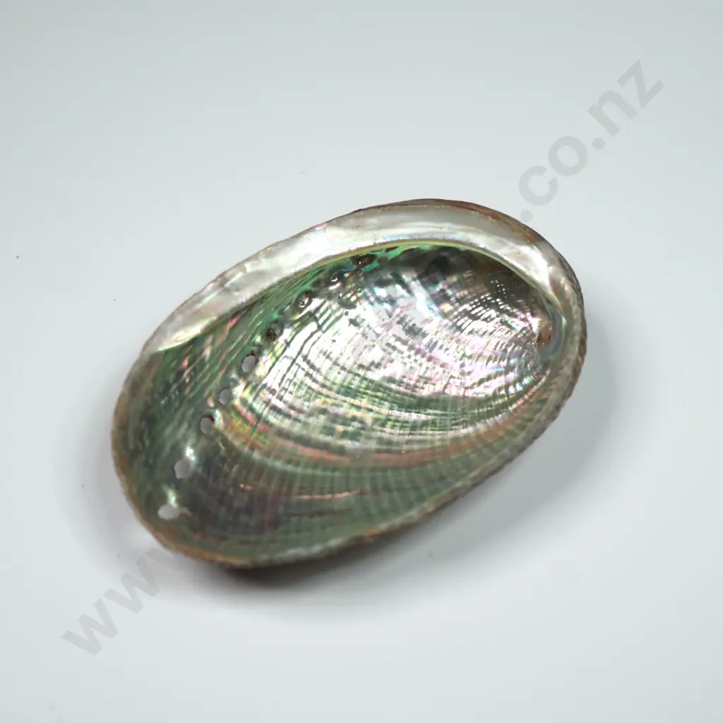 New Zealand Paua Shell - 40mm Image 1++