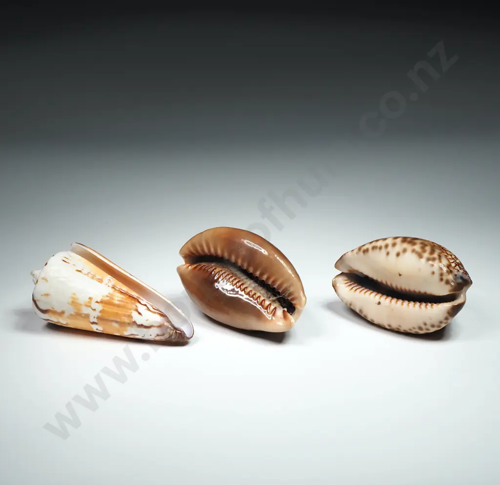 Collectible Marine Shells (3) - 50mm to 65mm Image 1++