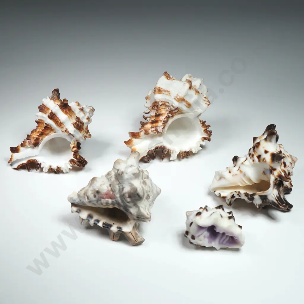 Collectible Pacific Vase Shells (5) - 30mm to 60mm Image 1++