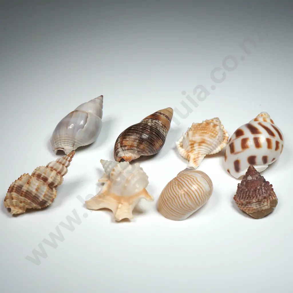 Collection of Spiral Sea Snail Shells (8) - 20mm to 40mm Image 1++