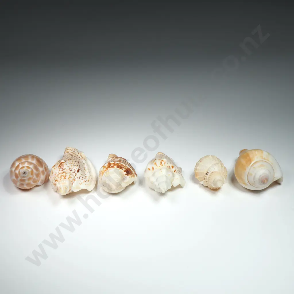Collection of Sea Snail Shells (6) - 40mm to 60mm Image 1++