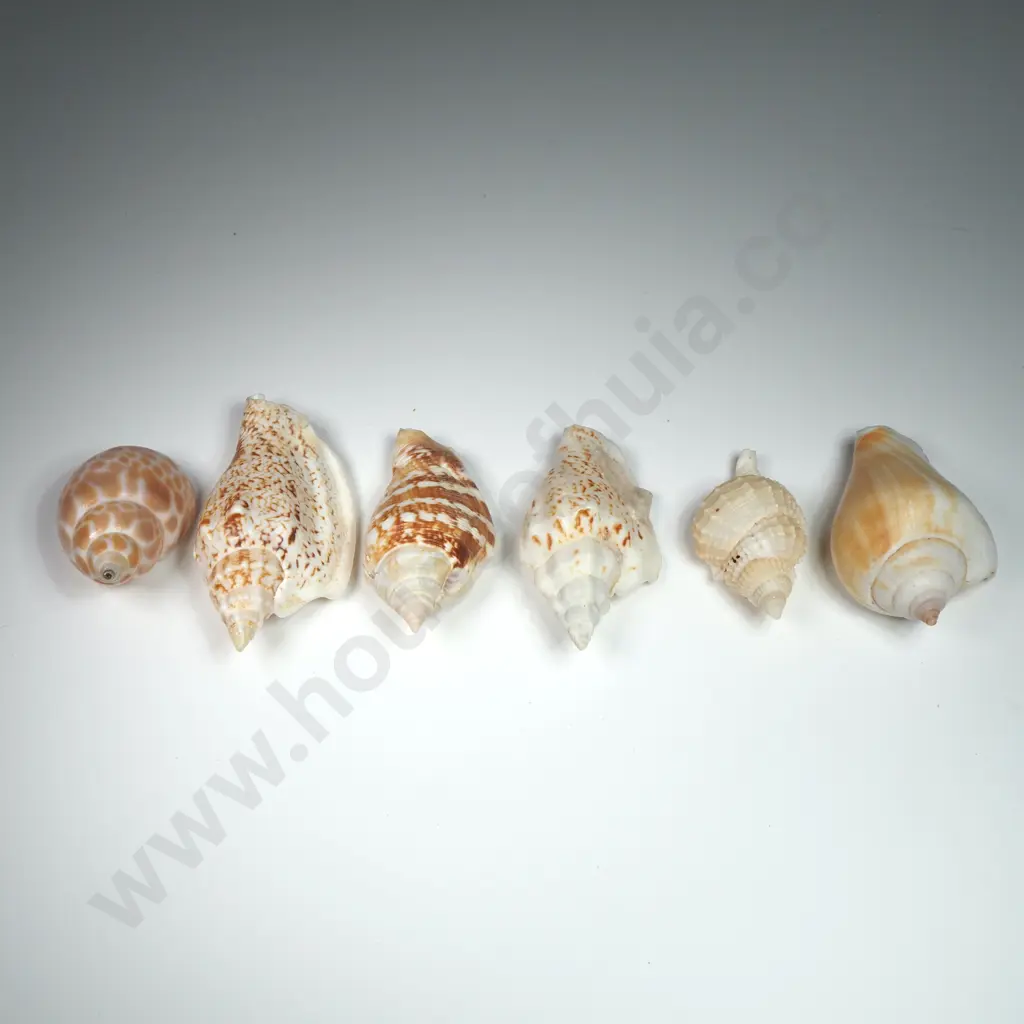 Collection of Sea Snail Shells (6) - 40mm to 60mm Image 1++