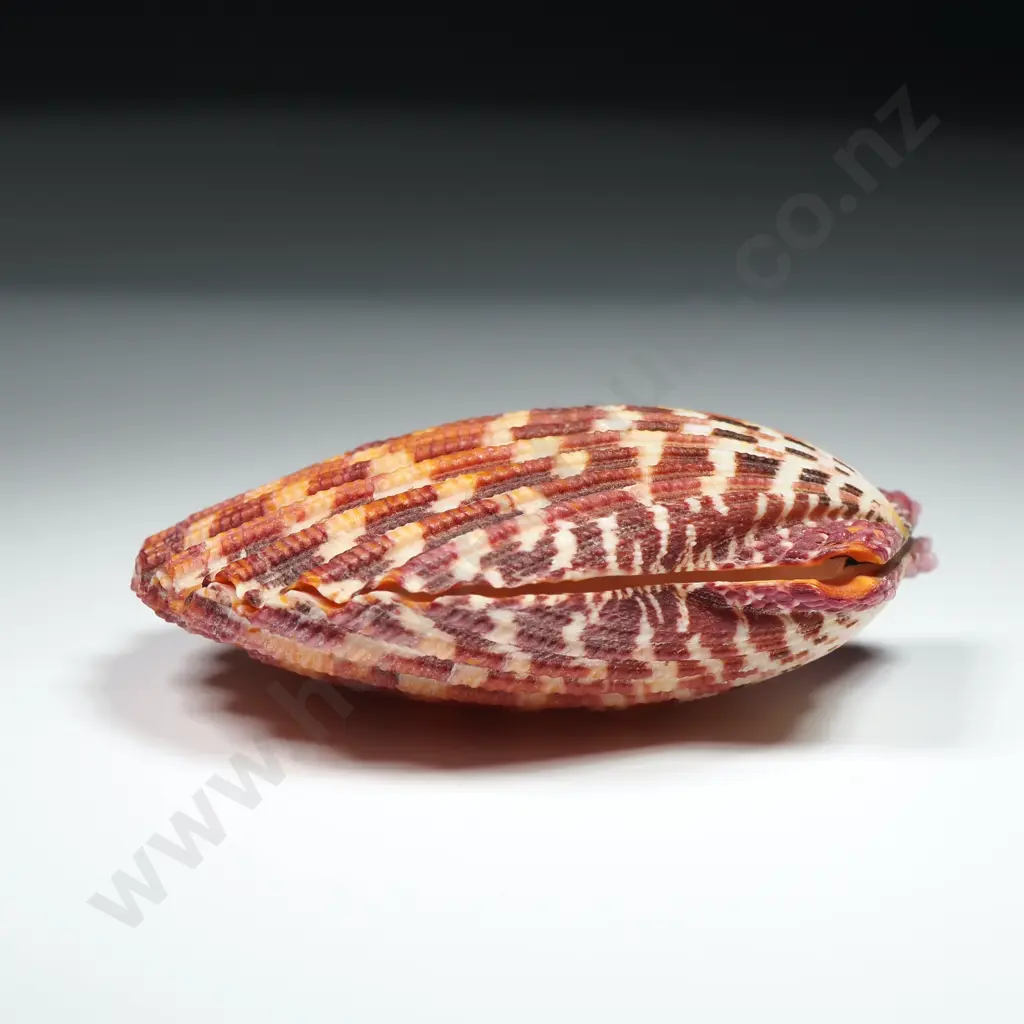 Royal Cloak Scallop Shell - 55mm Image 1++