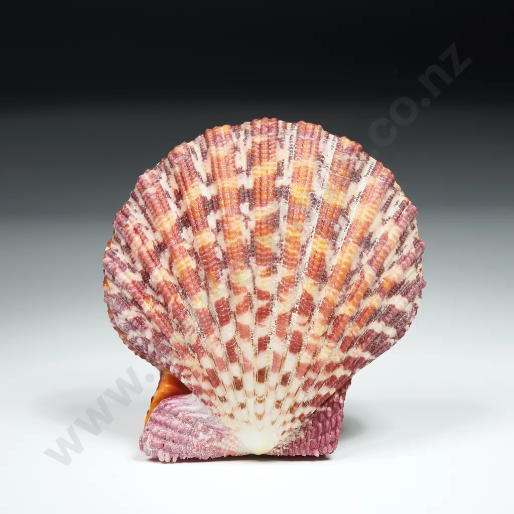 Royal Cloak Scallop Shell - 55mm Image 1++