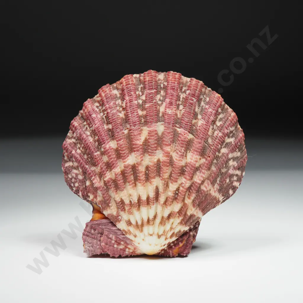 Royal Cloak Scallop Shell - 65mm Image 1++