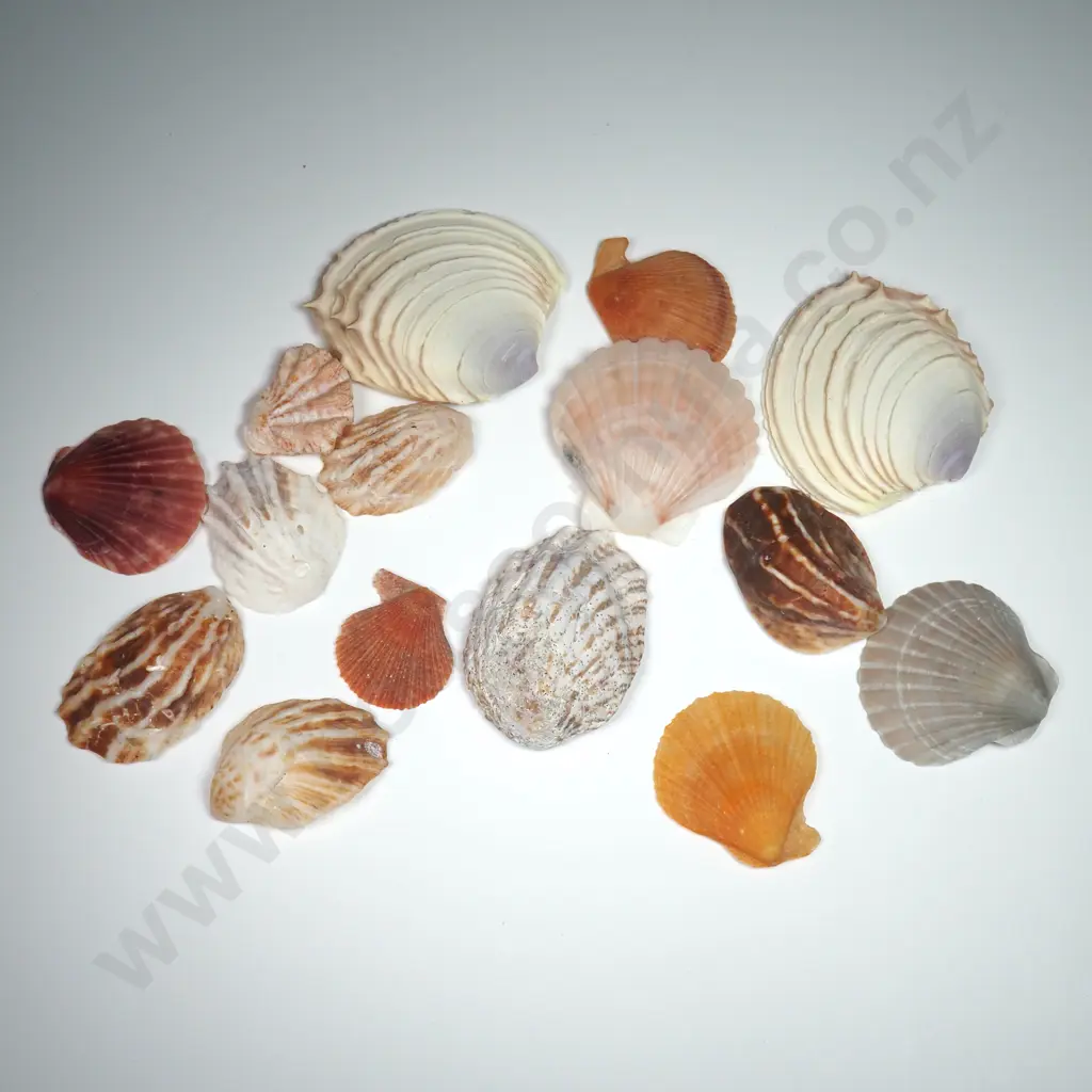 Collection of Various Ribbed Sea Shells (19) - 10mm to 40mm Image 1++