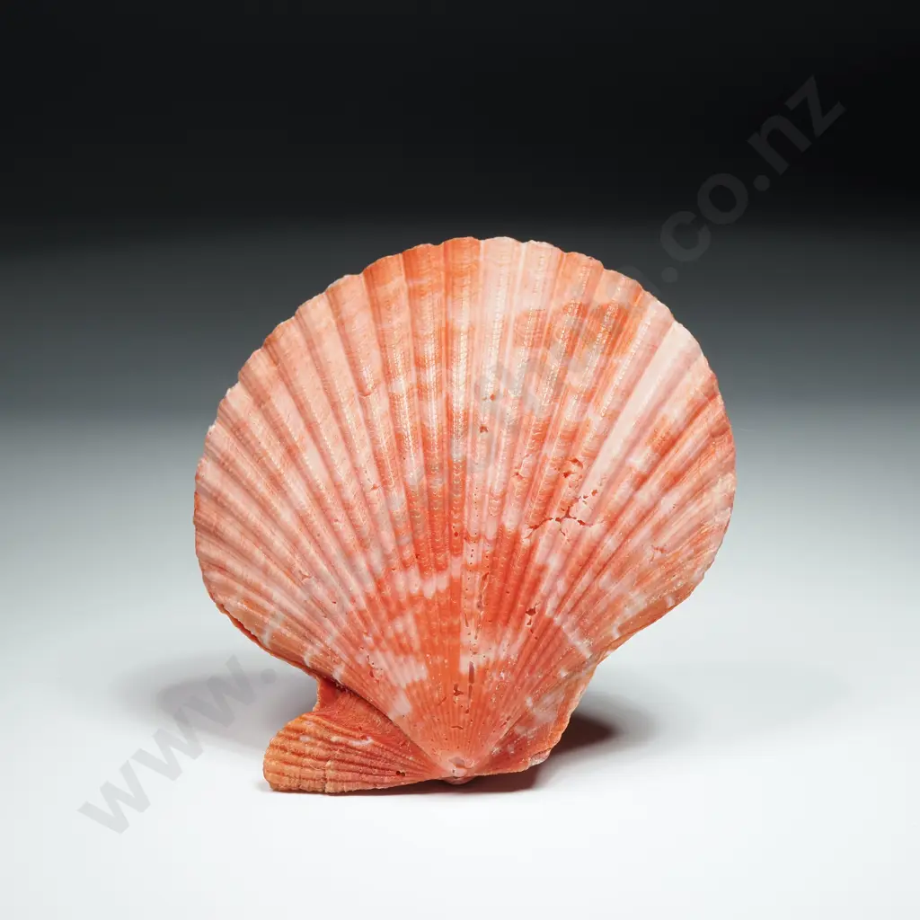Queen Scallop Shell - 70mm Image 1++