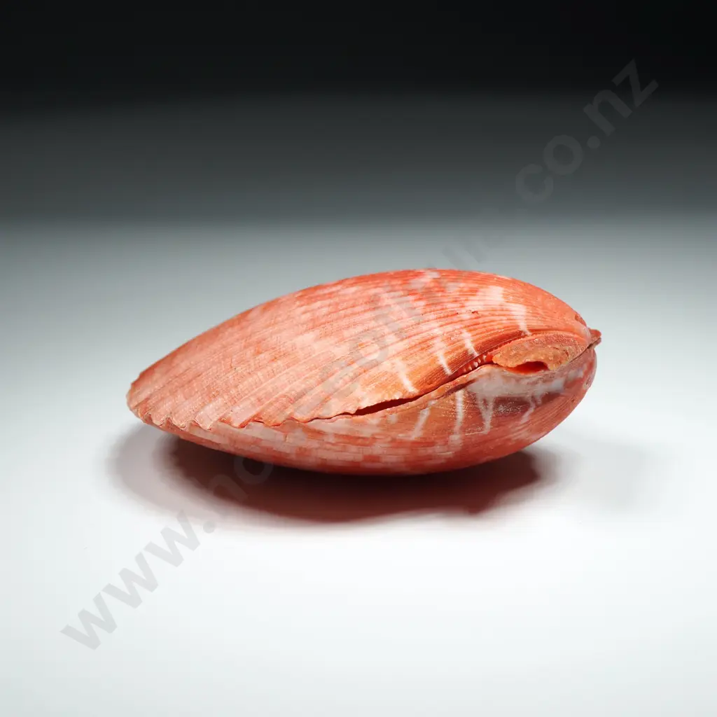 Queen Scallop Shell - 70mm Image 1++