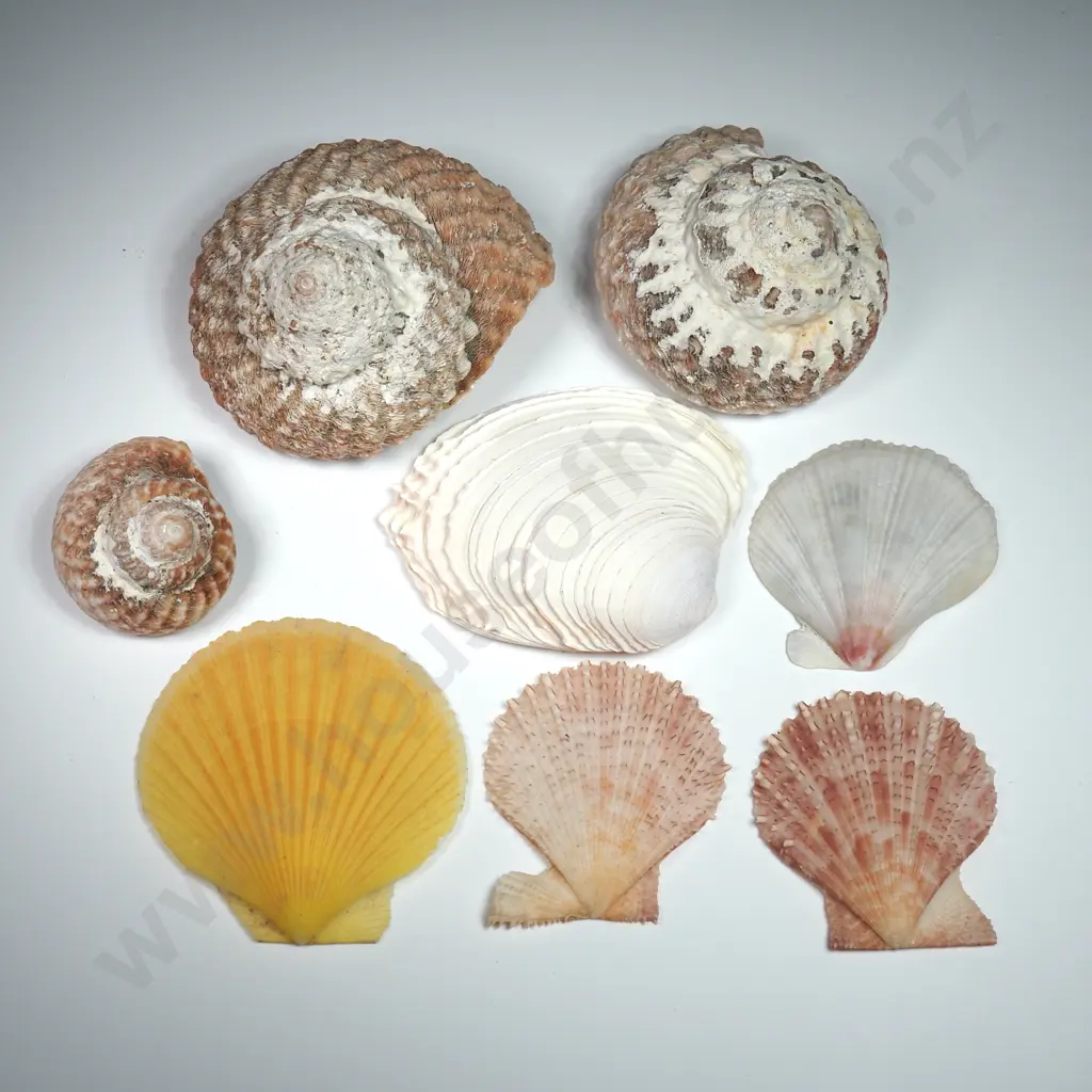 Collection of Natural Coastline Sea Shells (17) - 10mm to 70mm Image 1++