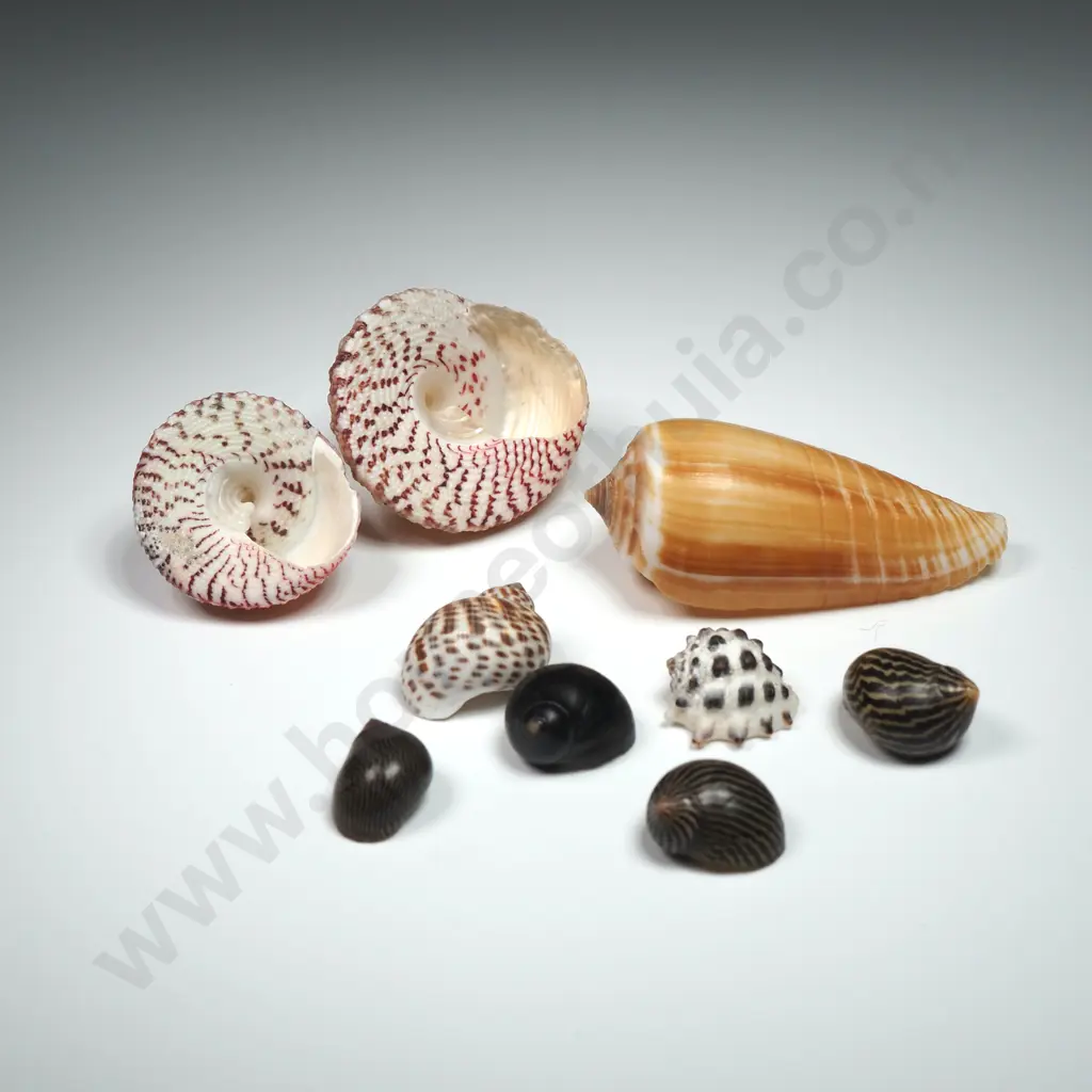 Collection of Natural Coastline Sea Shells (17) - 10mm to 70mm Image 1++