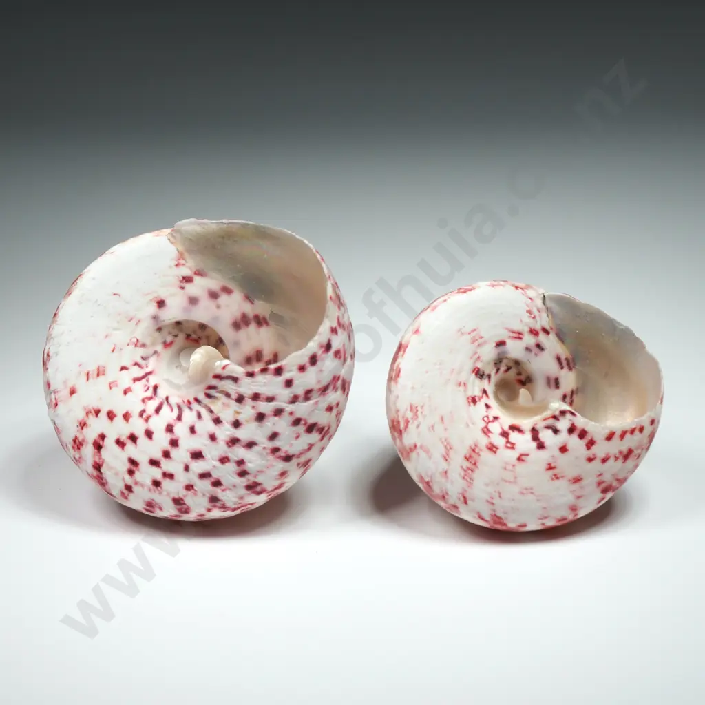 Strawberry Trochus Sea Shells (2) - 50mm to 60mm Image 1++