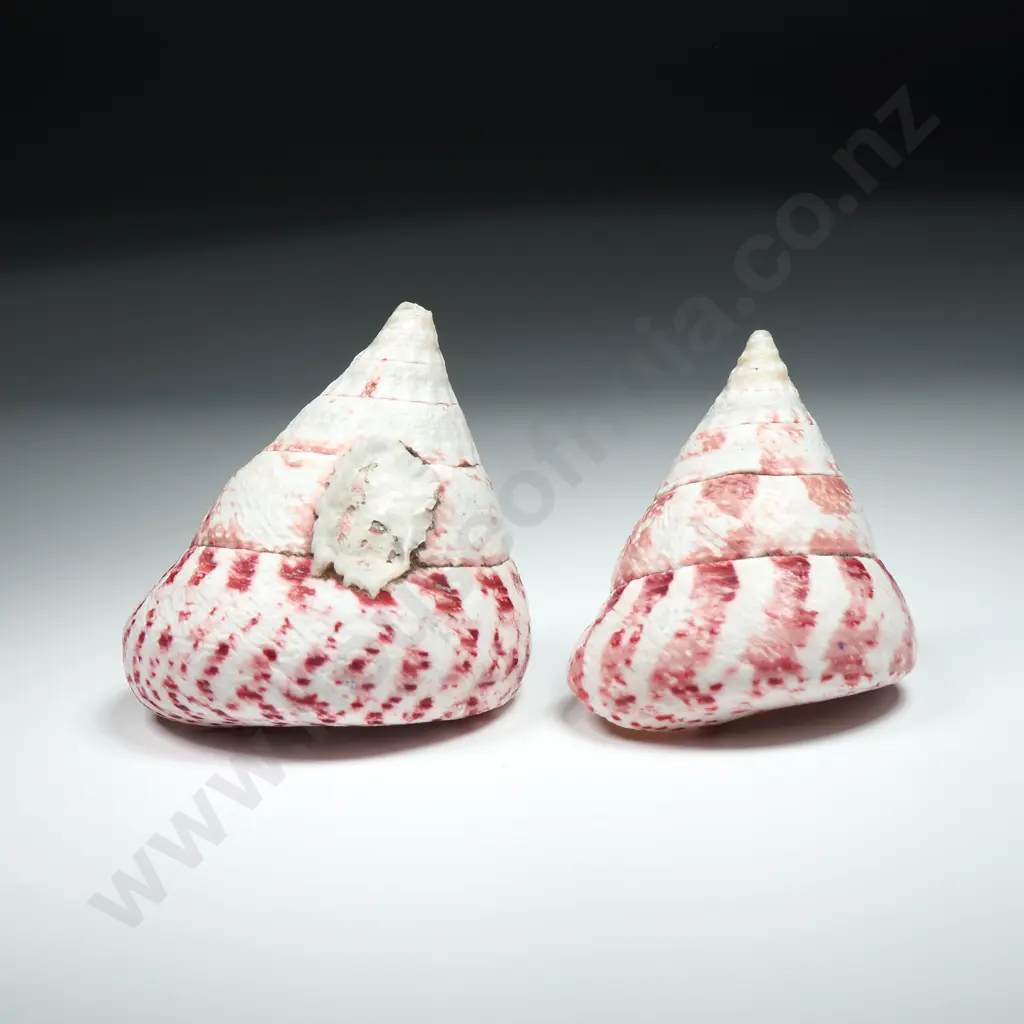 Strawberry Trochus Sea Shells (2) - 50mm to 60mm Image 1++