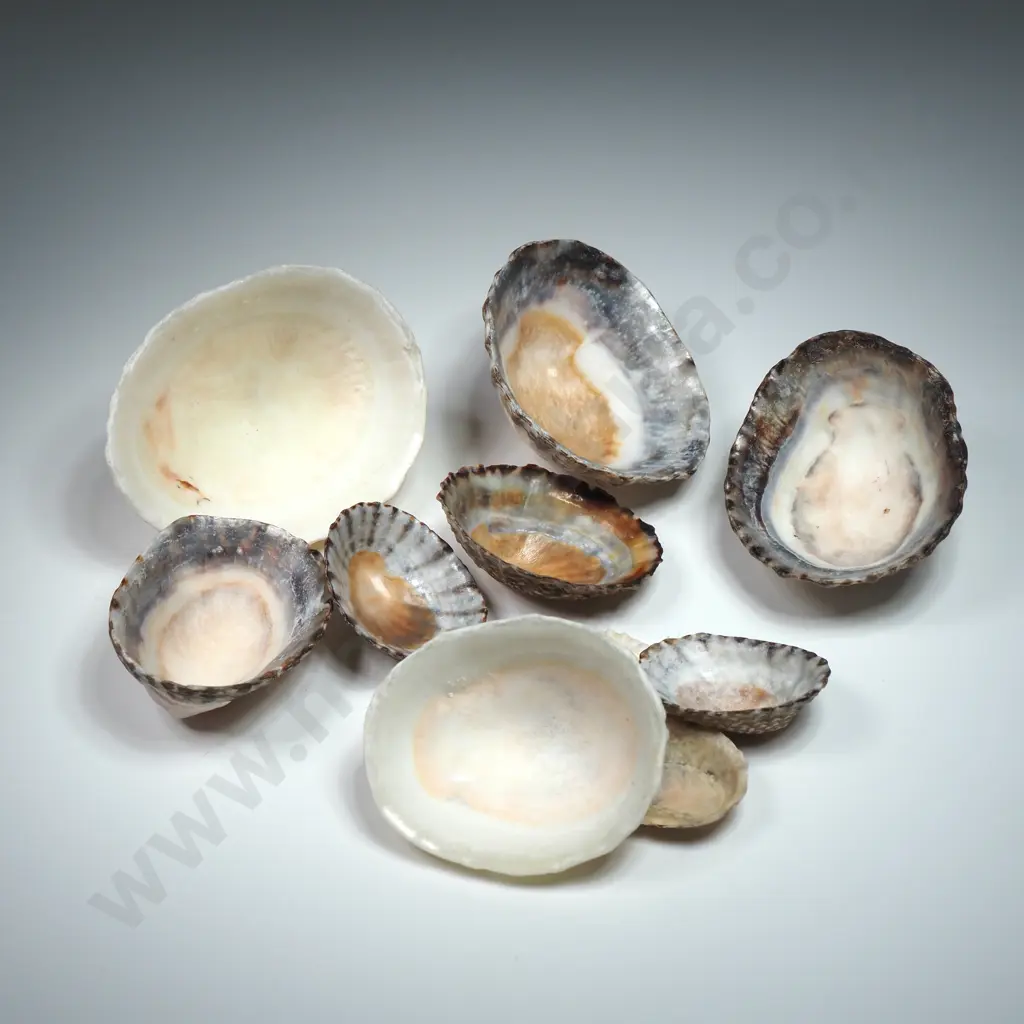 Cook's Turban Shells (10) - 18mm to 66mm Image 1++