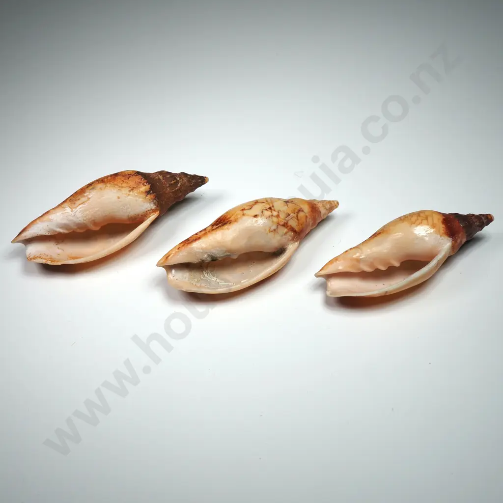 Volutidae Sea Shells (3) - 60mm to 60mm Image 1++