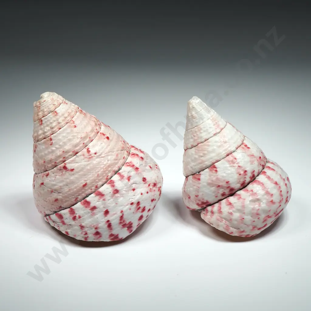 Strawberry Trochus Sea Shells (2) - 50mm to 60mm Image 1++