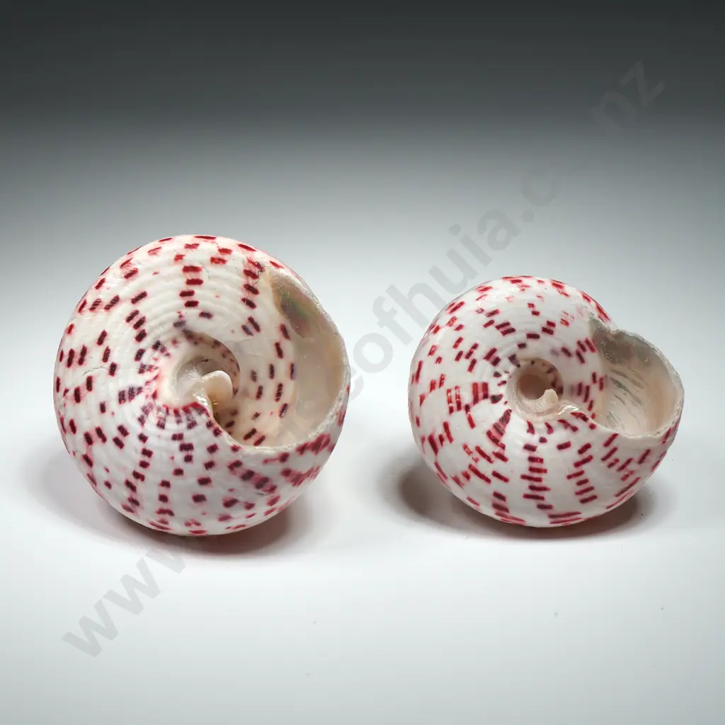 Strawberry Trochus Sea Shells (2) - 50mm to 60mm Image 1++