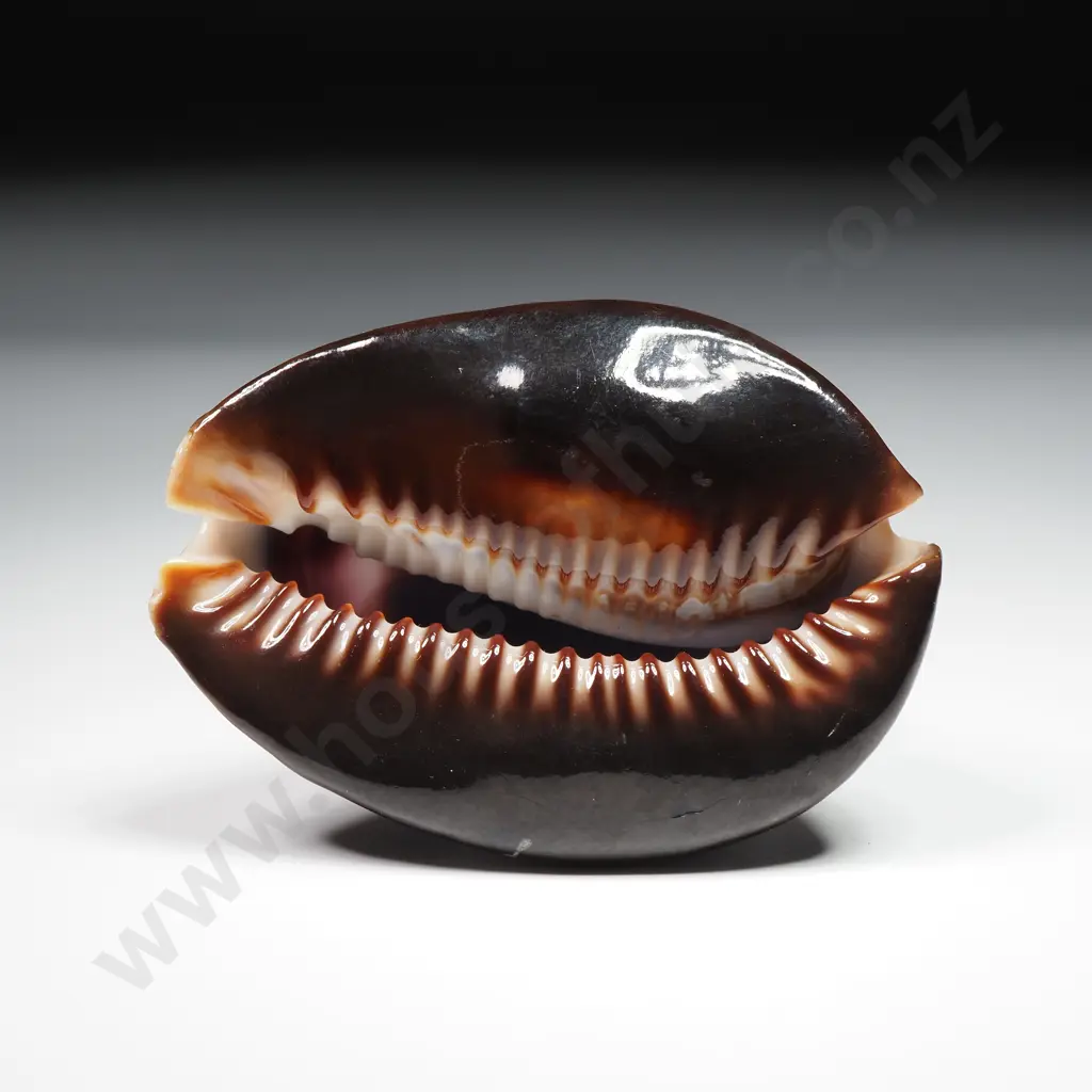 Hand-Carved Tiger Cowrie Shell w Fish Etching - 60mm Image 1++