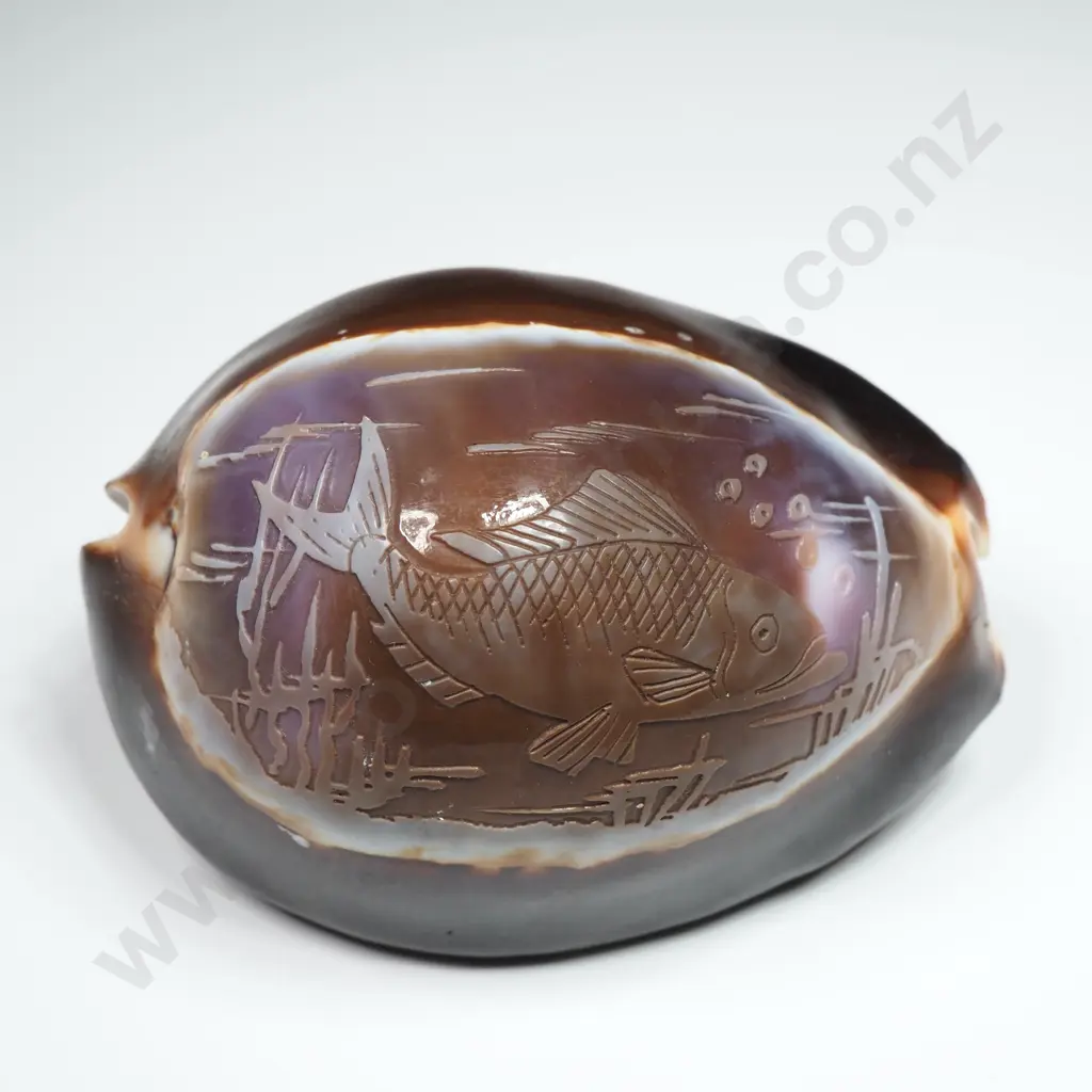 Hand-Carved Tiger Cowrie Shell w Fish Etching - 60mm Image 1++