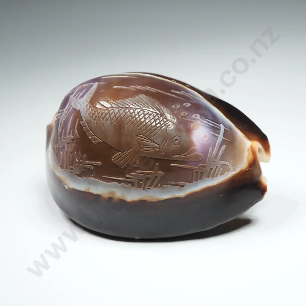 Hand-Carved Tiger Cowrie Shell w Fish Etching - 60mm Image 1++