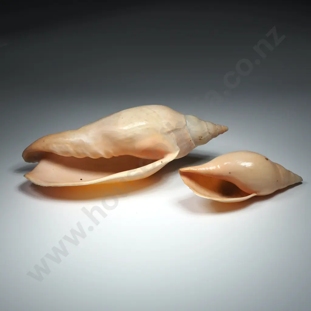 Volute Sea Shells (2) - 100mm to 160mm Image 1++