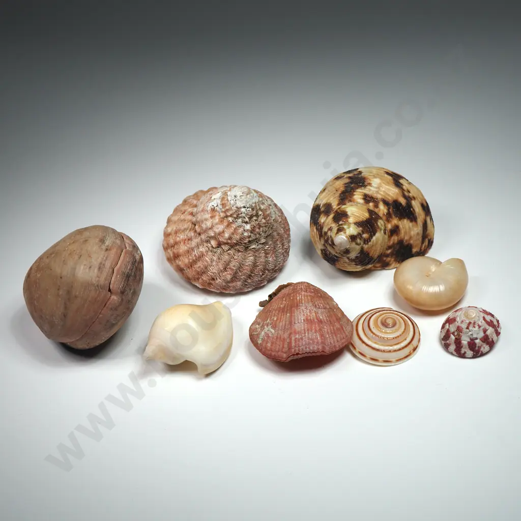 Collectible of Natural Sea Shells (8) - 20mm to 50mm Image 1++