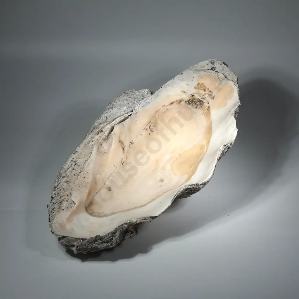 Collectible Giant Clam Shell Image 1++