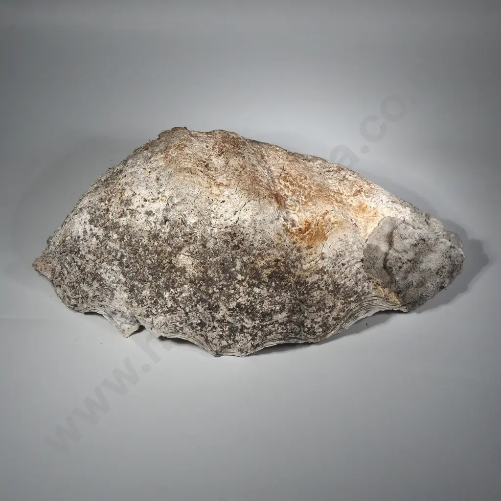 Collectible Giant Clam Shell Image 1++