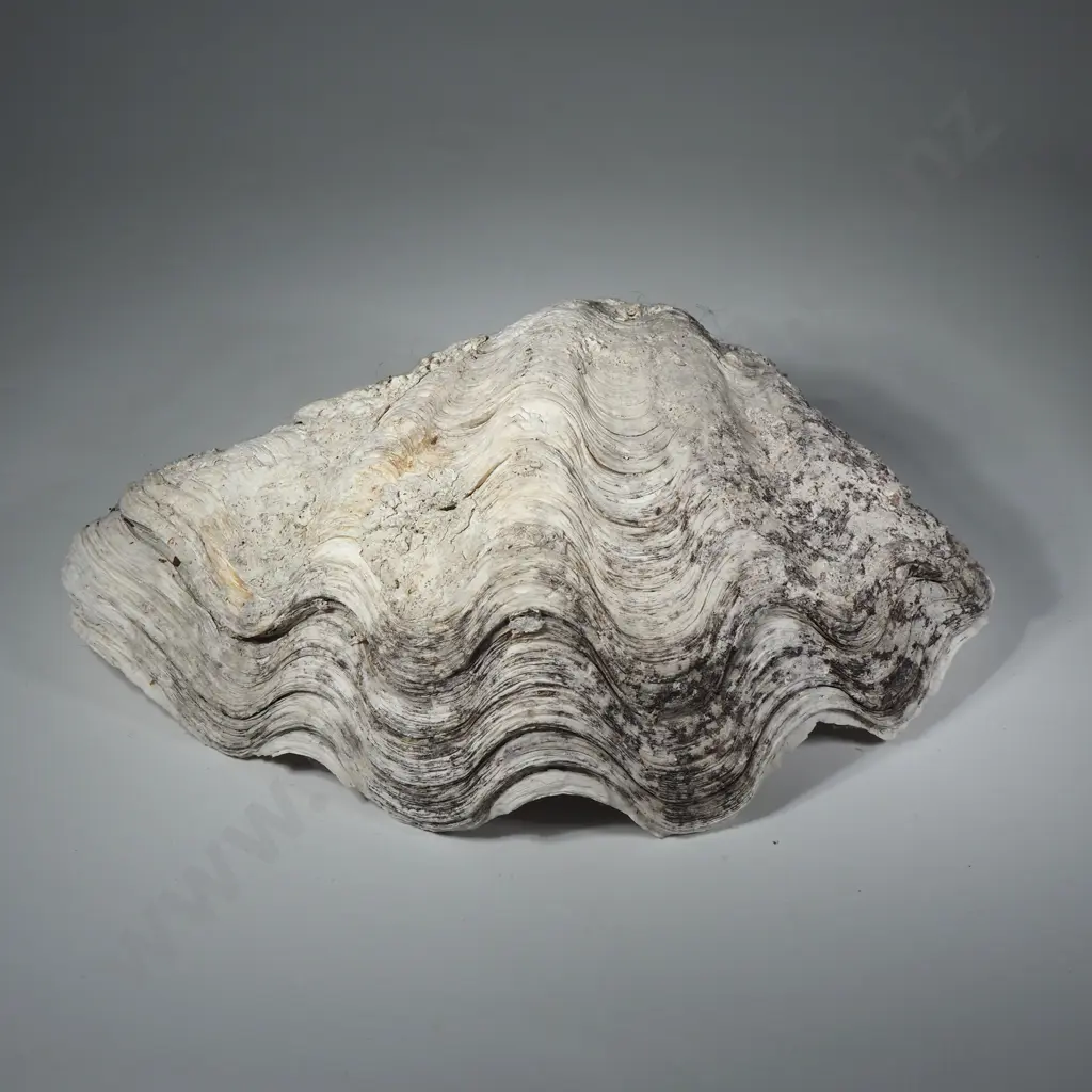Collectible Giant Clam Shell Image 1++