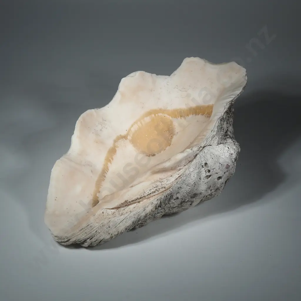 Collectible Giant Clam Shell Image 1++