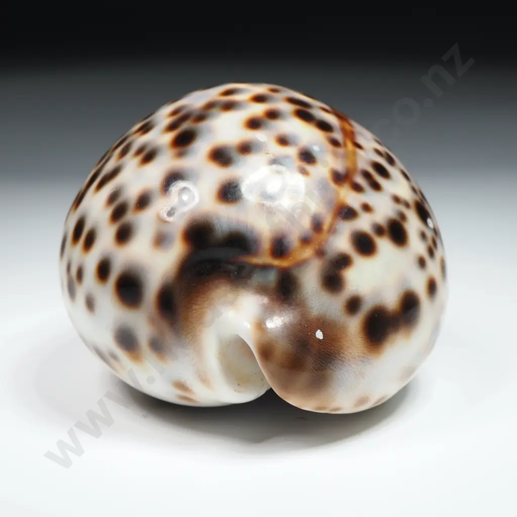Tiger Cowrie Sea Shell - 80mm Image 1++