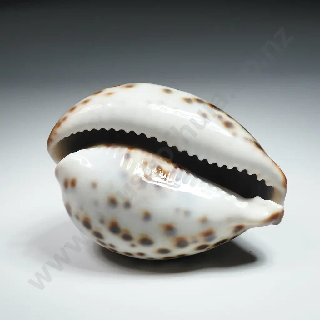 Tiger Cowrie Sea Shell - 80mm Image 1++