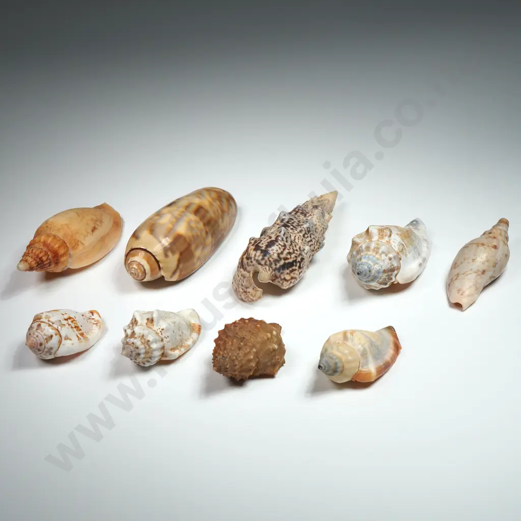 Collectible of Conch Shells (9) - 30mm to 65mm Image 1++