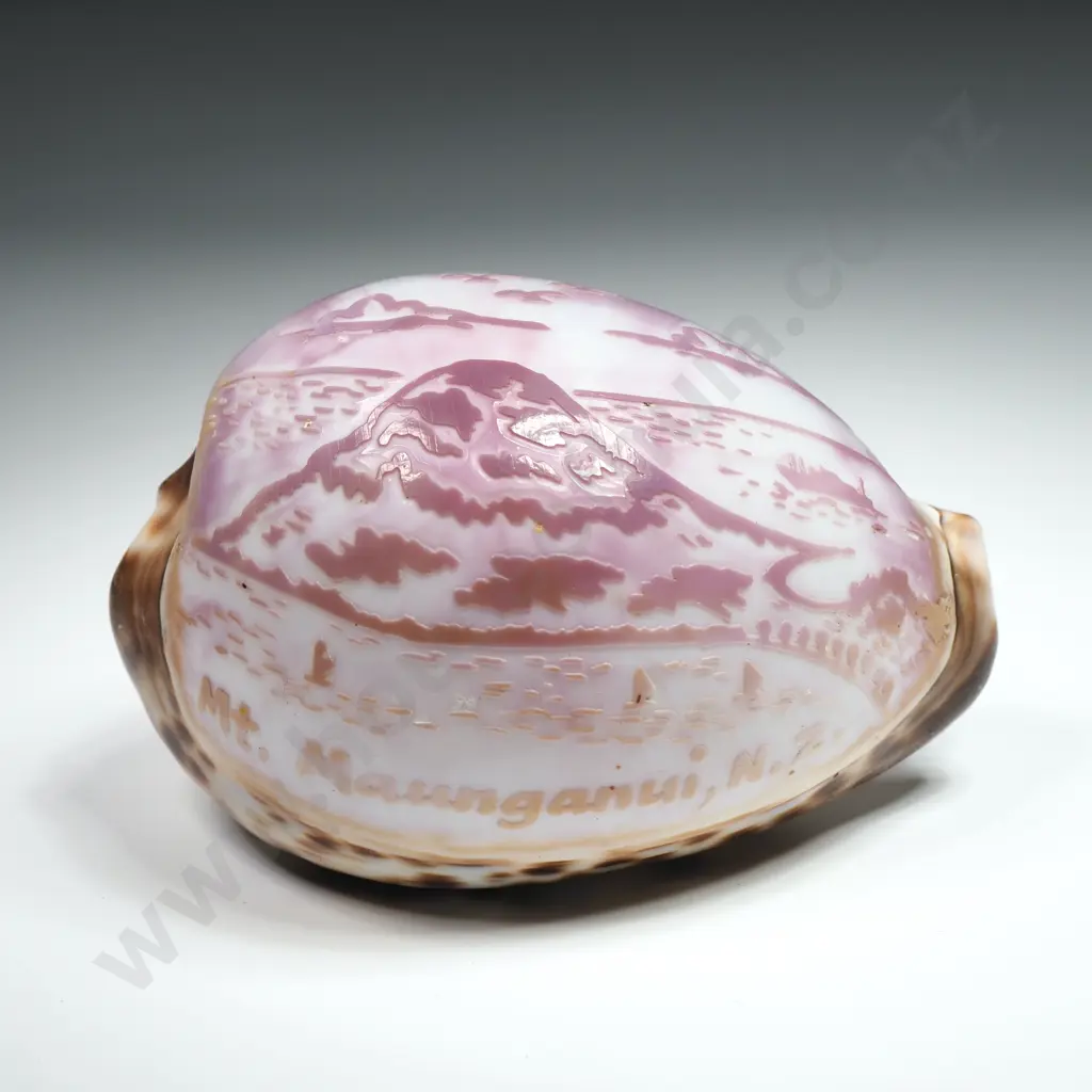 Etched Mt Maunganui New Zealand Tiger Cowrie Shell - 80mm Image 1++