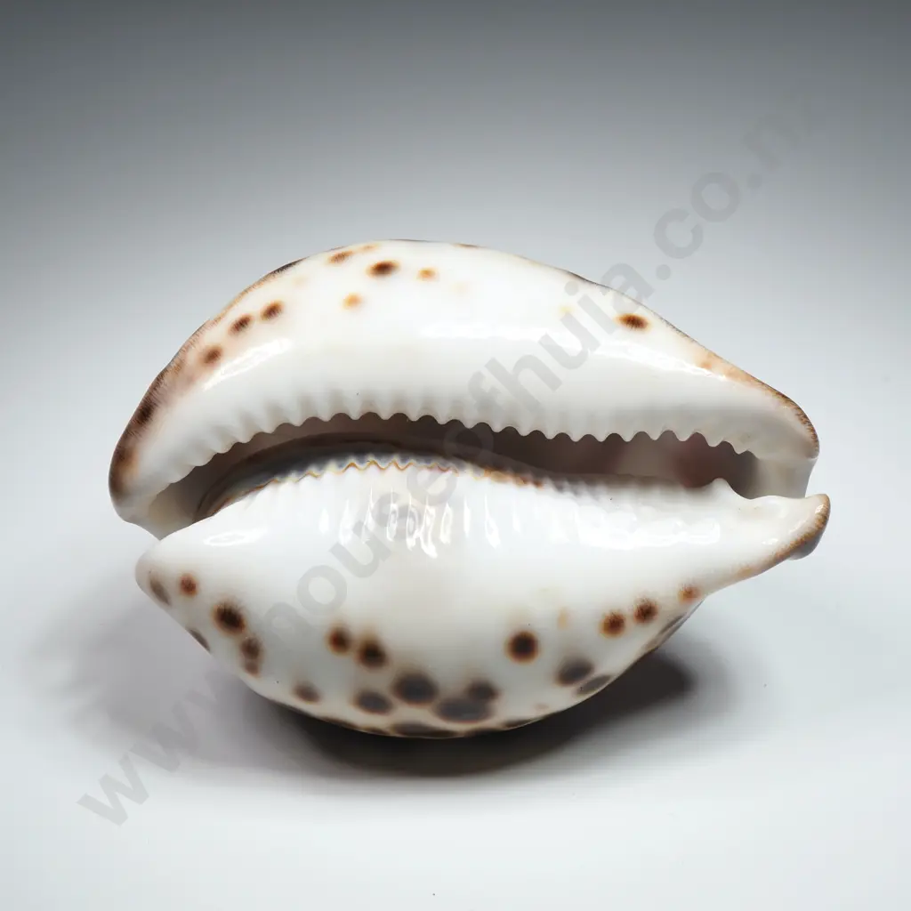 Etched Dolphin Tiger Cowrie Shell - 80mm Image 1++
