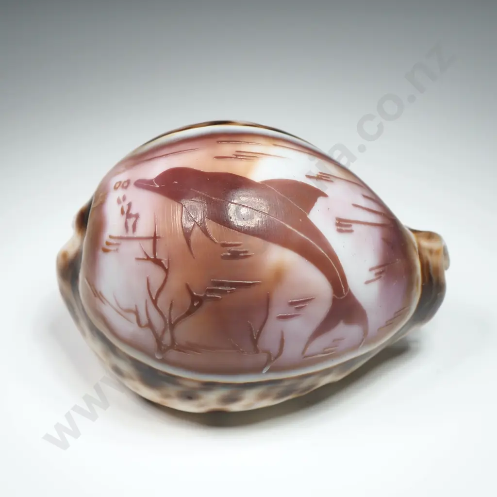 Etched Dolphin Tiger Cowrie Shell - 80mm Image 1++