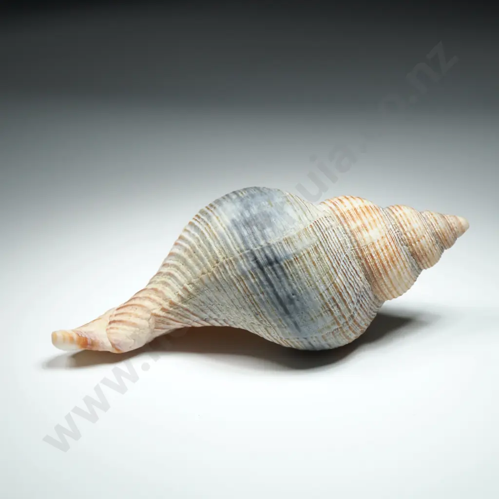 Sea Snail Shell - 120mm Image 1++