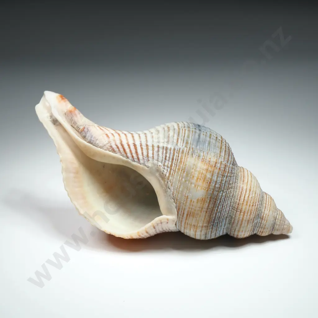 Sea Snail Shell - 120mm Image 1++