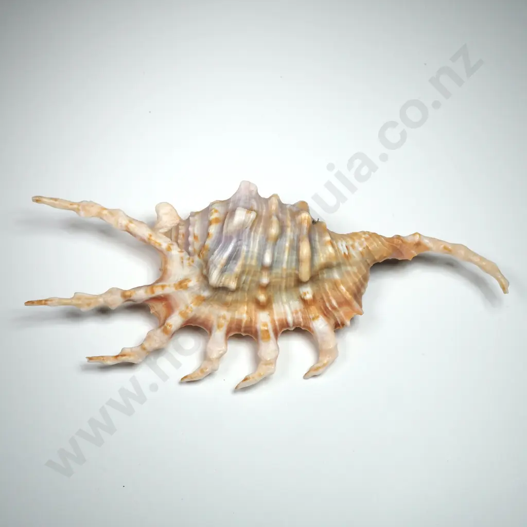 Scorpion Conch Shell - 125mm Image 1++