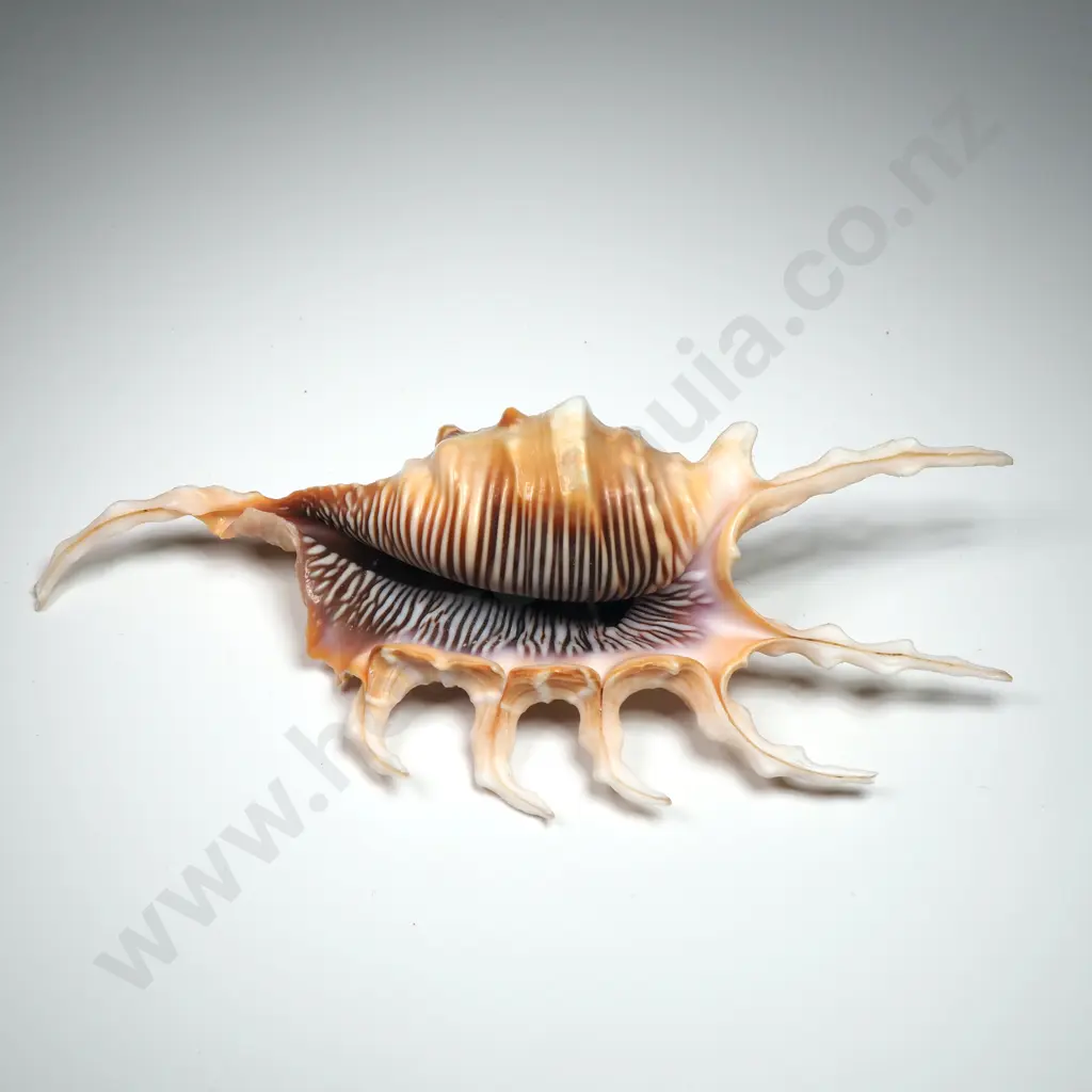 Scorpion Conch Shell - 125mm Image 1++