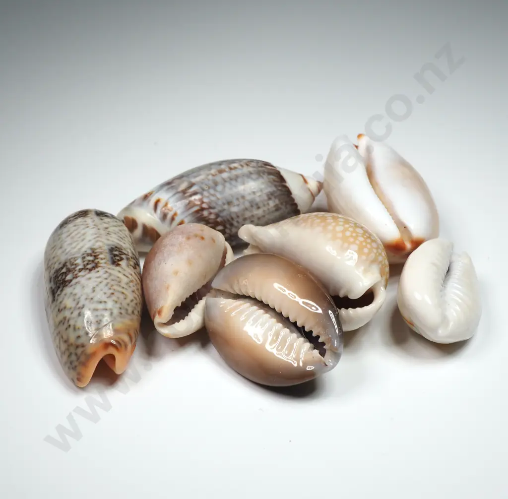 Collection of Various Cowrie Shells (7) - 18mm to 40mm Image 1++