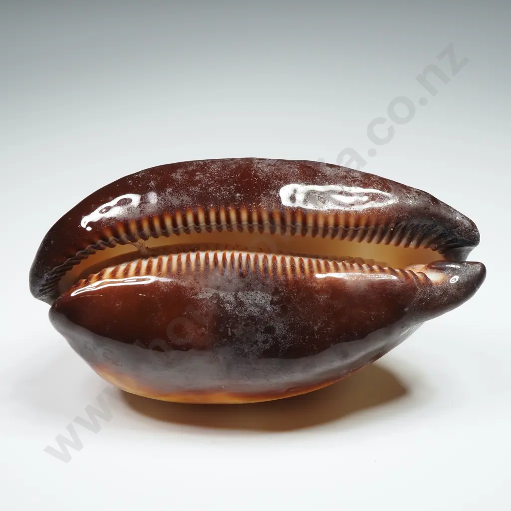 Mole Cowrie Sea Shell - 75mm Image 1++