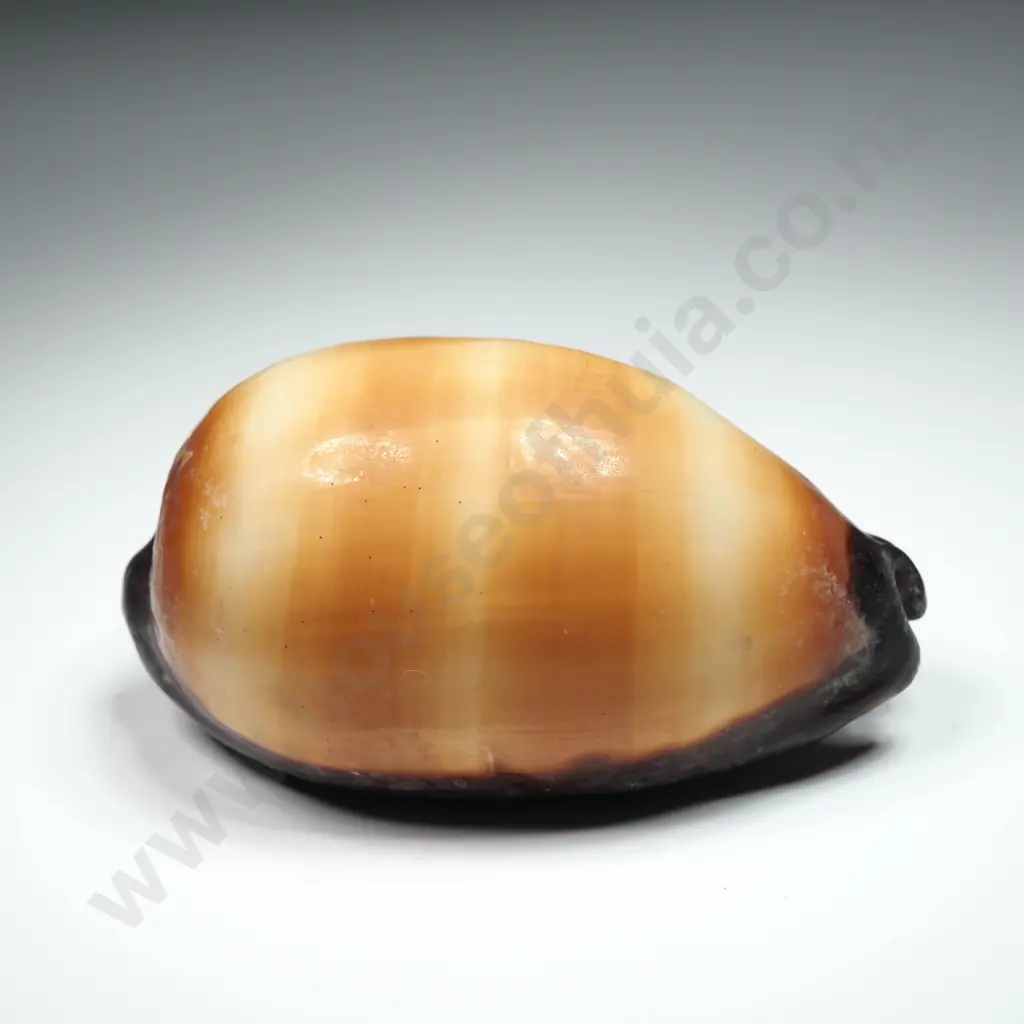 Mole Cowrie Sea Shell - 75mm Image 1++